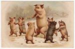 pigs dancing